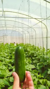 لوحة تحكم ذكية لضبط درجات الحرارة والرطوبة آلياً داخل البيوت المحمية.